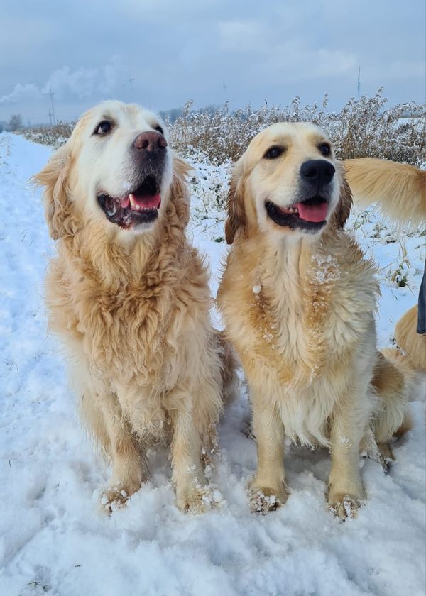 Shay und Gyda im Schnee